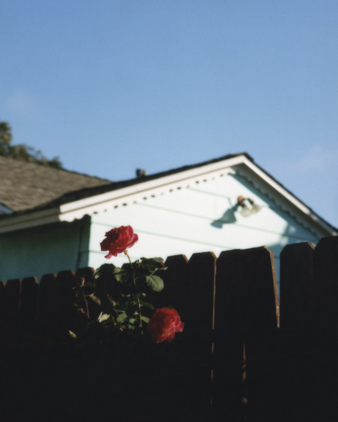 Lolly Would, project: Eternal Sunshine (Fig. 11)